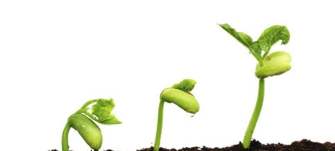 Sürdürülebilirlik